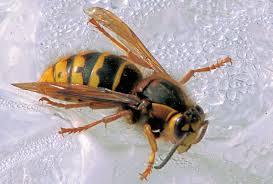 Description: wasp