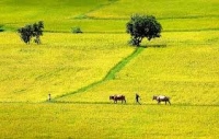 Thấp thoáng tuổi thơ tôi trên cánh đồng 